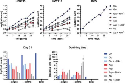 Investigating the role of GLUL as a survival factor in cellular adaptation to glutamine depletion via targeted stable isotope resolved metabolomics